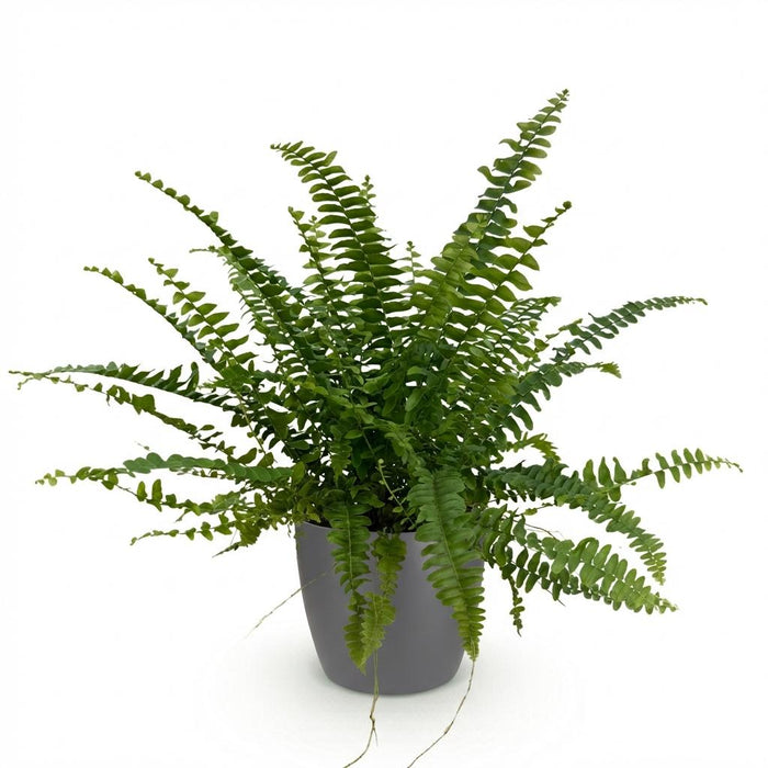 Nephrolepsis exaltata Green Lady - Varen - met grijze plantenpot - ↕25cm - Ø12cm
