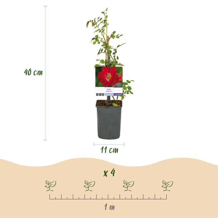 Klimroos - Rosa Red Queen - Bloem Rood - Weinig onderhoud - 2 planten - Pot 11cm Hoogte 40cm