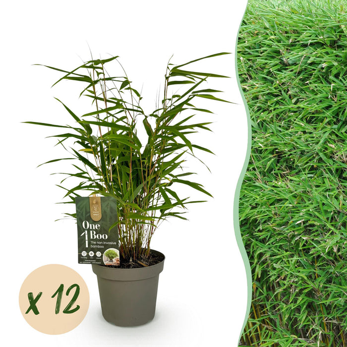 Bamboe - Fargesia Rufa - Niet Woekerend - Groen - ↕35cm - Ø14cm - 12x