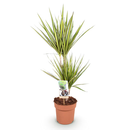 Dracaena Sunray - Dragon Blood Tree - ↕70-75cm - Ø17cm