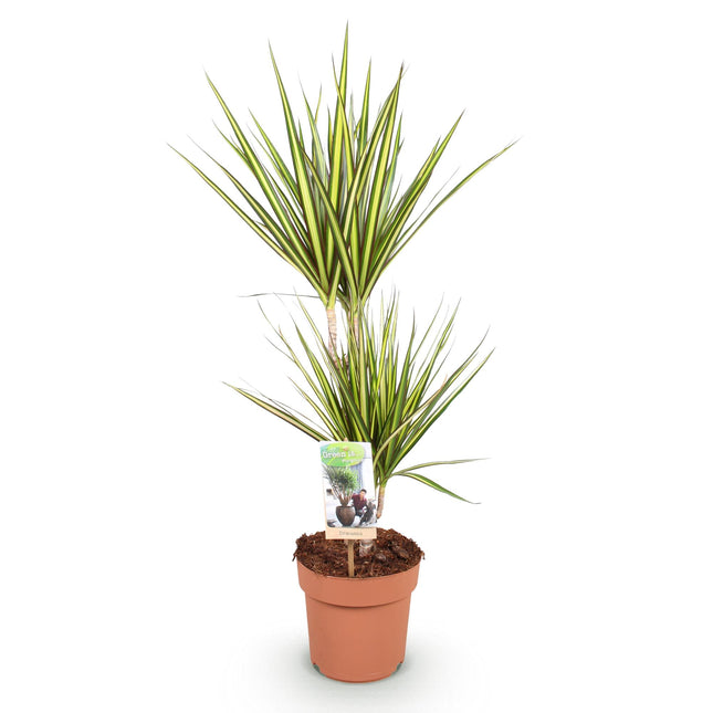 Dracaena Sunray - Arbre Sang-Dragon - Pot de 17 cm - Hauteur 70-75 cm