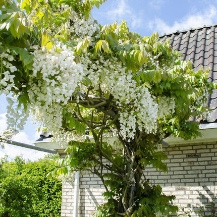 Wisteria floribunda Alba - White Wisteria - ↕65cm - Ø15cm