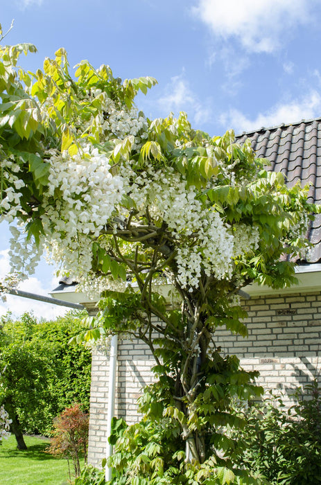 Wisteria floribunda Alba - Witte regen - ↕65cm - Ø15cm