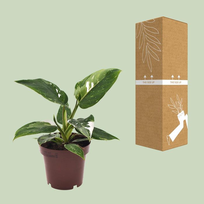 Philodendron White Princess - ↕25cm - Ø12cm