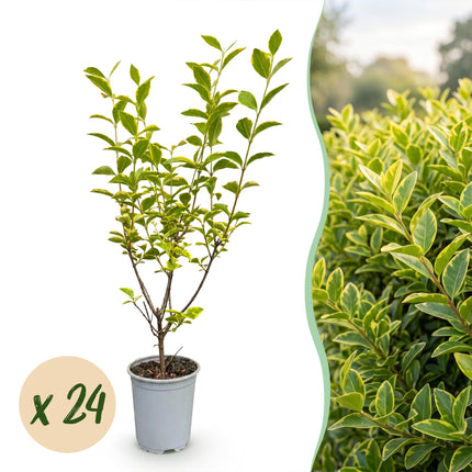 Ligustrum ovalifolium Aureum - Bontbladige Liguster - 24x Haagplanten - Groenblijvend - Bont - Pot 9cm - Hoogte 35-45cm