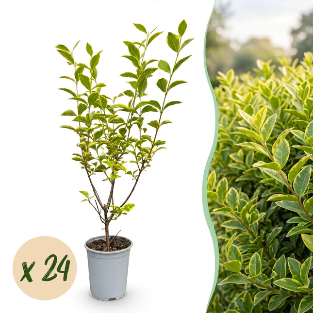Ligustrum ovalifolium Aureum - Bontbladige Liguster - 24x Haagplanten - Groenblijvend - Bont - Pot 9cm - Hoogte 35-45cm