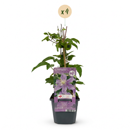 Clematis Justa - Bosrank 4x - Licht Blauw - Klimplant - Ø9cm - ↕35cm