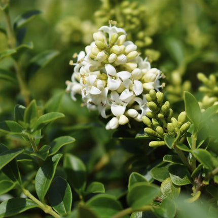 Ligustrum delavayanum - Planta sobre tallo - Planta de terraza - ↕90cm - Ø19cm