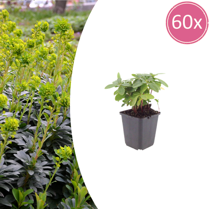 Euphorbia amygdaloides robbiae - Wolfsmelk - ↕10-25cm - Ø9cm - 60x