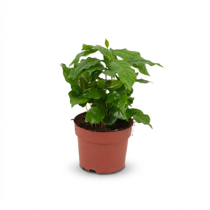 Coffea Arabica - Koffieplant - Wit - ↕15-20cm - Ø12cm