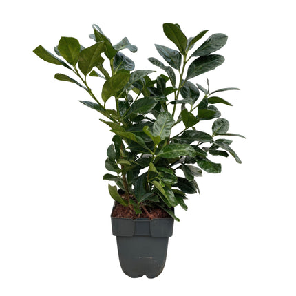 Prunus laurocerasus Etna - 1 linear meter - ↕50cm - Ø17cm - 6x