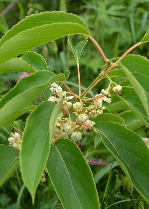 Actinidia arguta 'Issai' - Kiwibes - ↕45cm - Ø13cm - 3x