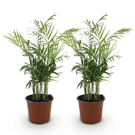 Chamaedorea Elegans - Palmier doré - ↕35-40 cm - Ø12 cm - 2x
