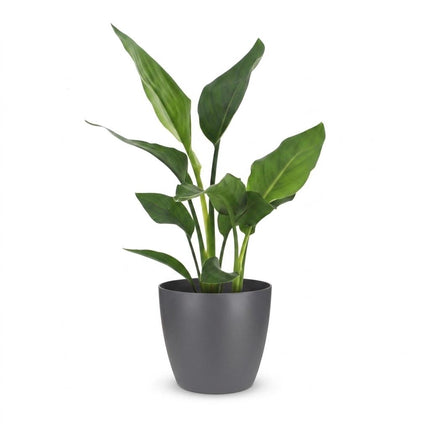 Strelitzia Reginea - Paradijsvogelplant - met Potter Grijs - Pot 12cm - Hoogte - 35cm