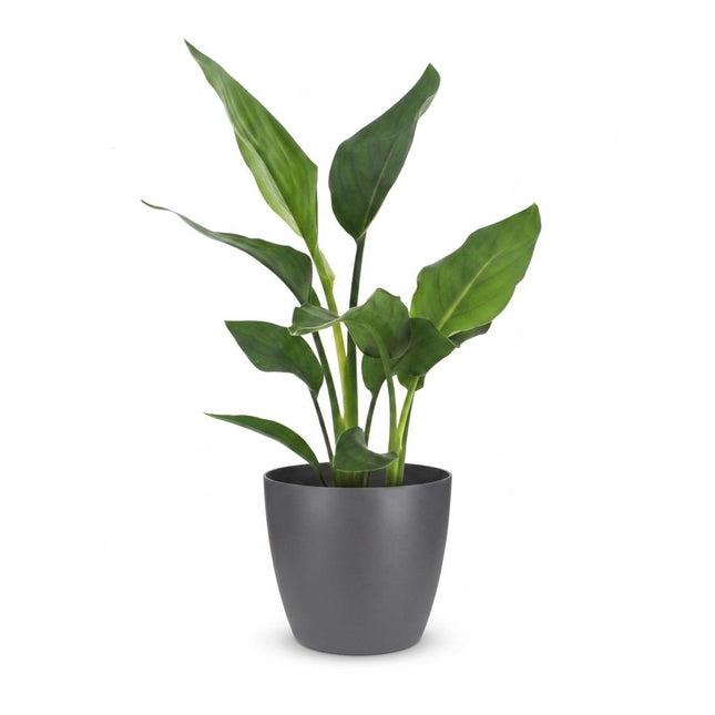Strelitzia Reginea - Roślina rajskiego ptaka - z szarą ceramiką - doniczka 12 cm - wysokość - 35 cm
