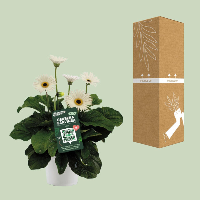 Garvinea Gerbera Wit - ↕50cm - Ø19cm