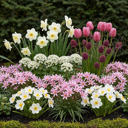 Bulbes de fleurs - Assortiment de bulbes roses pour jardin - Variétés variées - Couleur rose - 125 pièces - Emballage cadeau