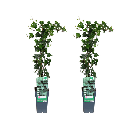 Hedera Helix - ↕65cm - Ø15cm - 2x
