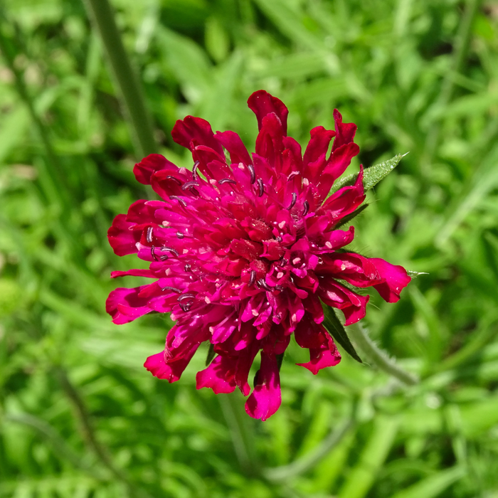 12x Knautia macedonica - ↕10-25cm - Ø9cm