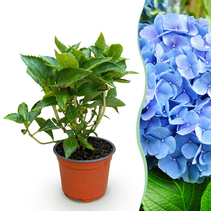Hydrangea macrophylla Blauw - Hortensia - Winterhard - Blauw - 1 Plant - Pot 12cm - Hoogte Hoogte 20-30cm