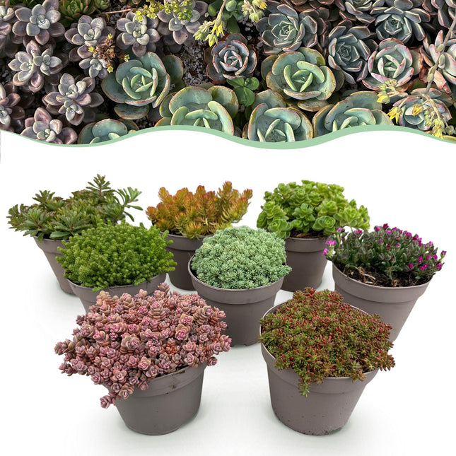 Alpine Mix - Diversen Kleuren - ↕17cm - Ø14cm - 8x