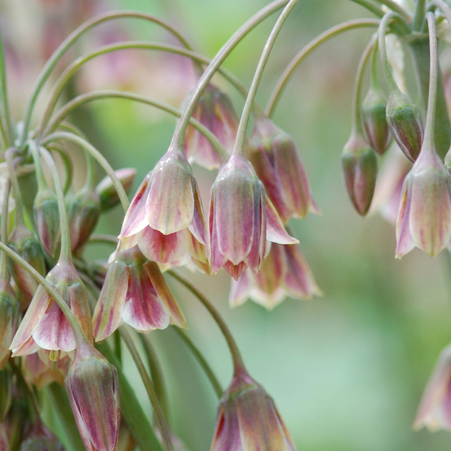 40 bulbos de Allium Siculum - Campanilla siciliana - Color crema y rosa - Floración de verano - Tamaño del bulbo: 10/12