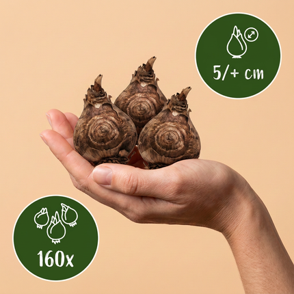 160x Freesia Double Mix - Bloembollen - Dubbele fresia - Diversen - Snijbloem - Bolmaat 5/+