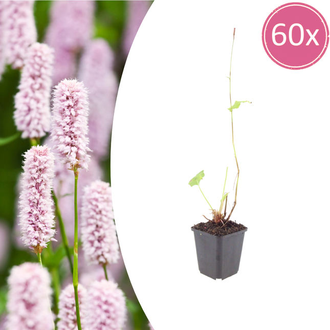 Persicaria bistorta - Adderwortel - ↕10-25cm - Ø9cm - 60x