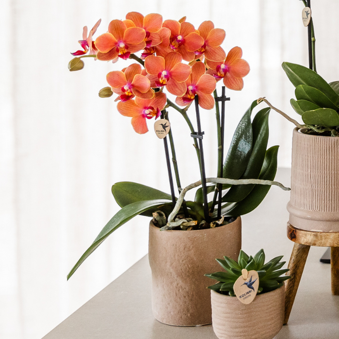 Set van Oranje orchidee Bolzano en succulenten in keramieken sierpotten - potmaat Ø9cm & Ø6cm | bloeiende kamerplant