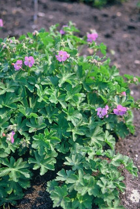 Geranium cantabrigiense 'Cambridge' - Ooievaarsbek - ↕10-25cm - Ø9cm - 24x