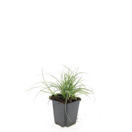 Luzula Nivea - Junco blanco como la nieve - ↕10-25cm - Ø9cm - 48x