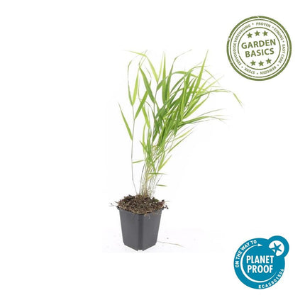 Hakonechloa Macra - Japans Berggras - ↕10-25cm - Ø9cm - 6x