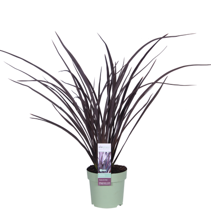 Phormium 'Rubra Nana' - Ø14cm - ↕50cm