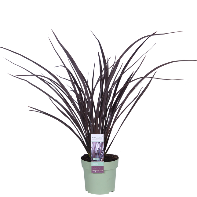 Phormium 'Rubra Nana' - Ø14cm - ↕50cm