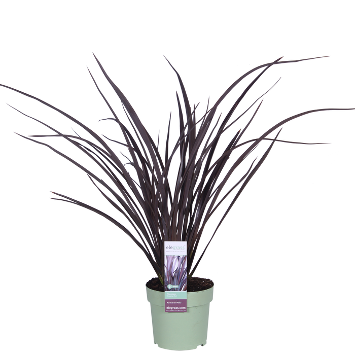 Phormium 'Rubra Nana' - Ø14cm - ↕50cm