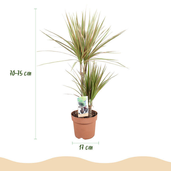 Dracaena Marginata Bicolor - Drakenbloedboom - ↕70-75cm - Ø17cm - 2x