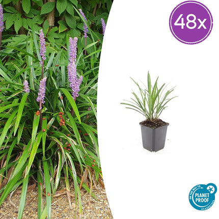 Liriope muscari 'Ingwersen' - ↕10-25cm - Ø9cm - 48x