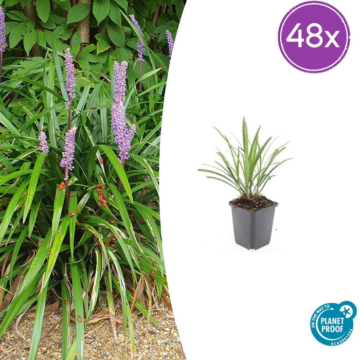 Liriope muscari 'Ingwersen' - ↕10-25cm - Ø9cm - 48x