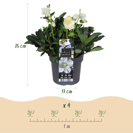 Kerstroos - Helleborus Christmas Carol  - Witte Bloem - ↕35cm - Ø17cm - 2x