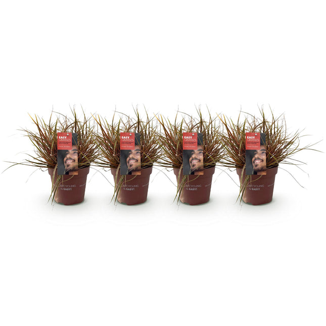Uncinia Rubra Everflame - Rode Zegge - 4x- ↕50cm - Ø17cm