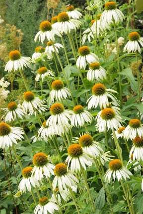 Echinacea Purpurea 'White Swan' - Zonnehoed - ↕10-25cm - Ø9cm - 24x