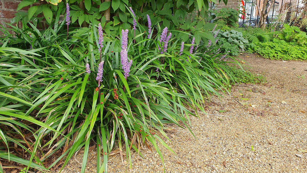 Liriope muscari 'Ingwersen' - Leliegras - ↕10-25cm - Ø9cm - 12x