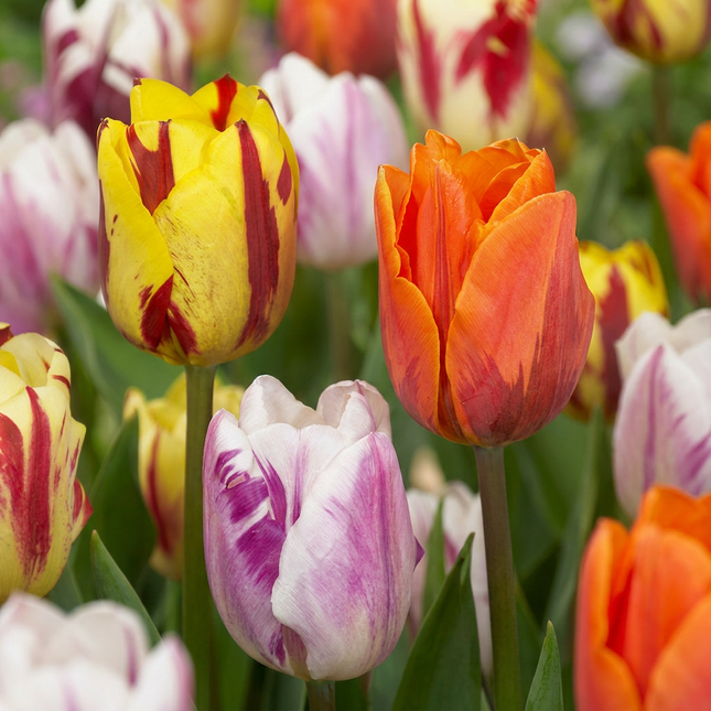 60x Tulipa Flaming Beauty Mix - Bloembollen - Tulp Flaming Beauty Mix - Diversen - Voorjaarsbloeier - Bolmaat 11/12