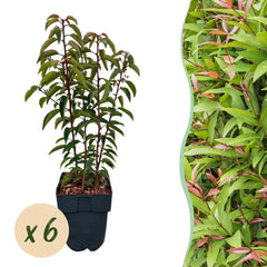 Collection image for: Laurier Portugais (Prunus Lusitanica)