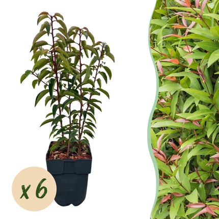 Prunus lusitanica Angustifolia - Lauroceraso - 6 piante - 1 metro lineare - ↕50cm - Ø17cm - 6x