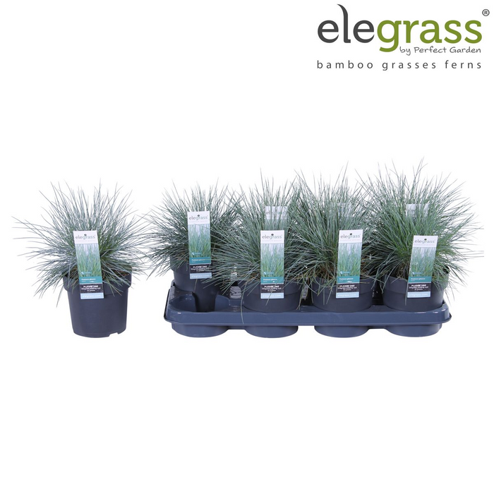 Festuca glauca Azura Blue - Blauw Schapengras - ↕30cm - Ø14cm