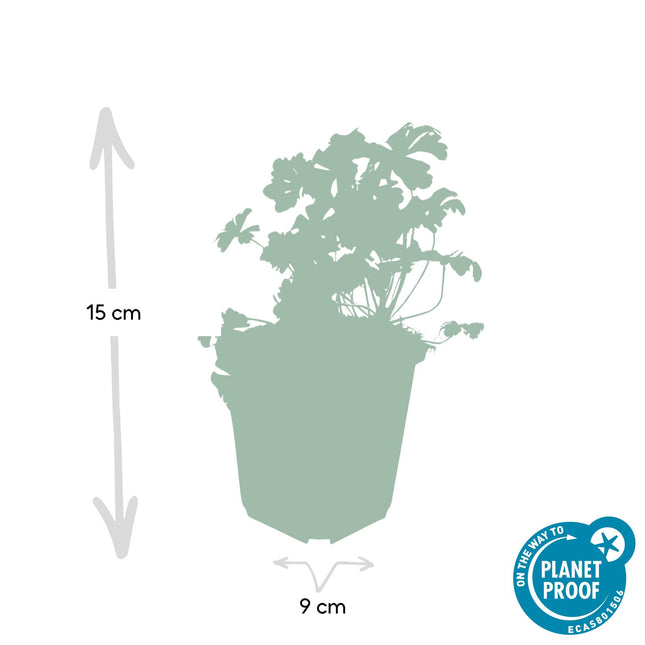 Geranium cantabrigiense 'Biokovo' - Ooievaarsbek - ↕10-25cm - Ø9cm - 48x