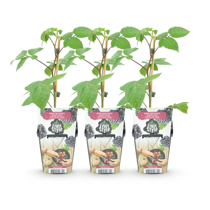 Mûrier 'Black Satin' (Rubus) - Rustique - Lot de 3 plants - Pot de 9 cm - Mûrier