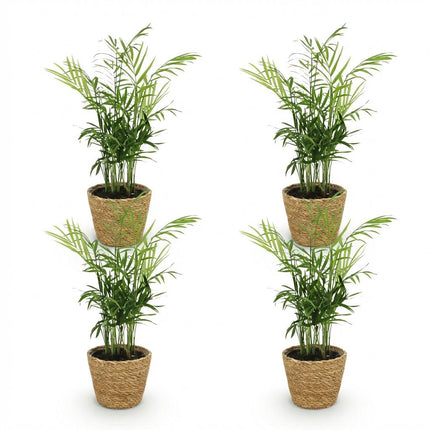 Chamaedorea elegans - Guldpalme - med kurv - ↕15cm - Ø12cm - 4x