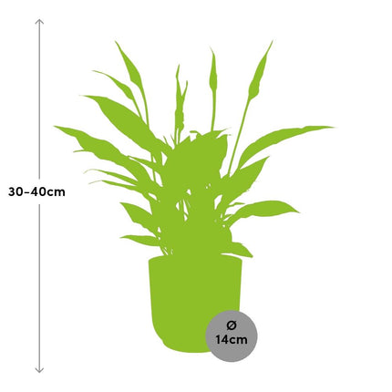 Spathiphyllum Torelli  - Lepelplant - met elho Vibes Fold Ø14cm roze - ↕30-40cm